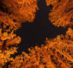 Above the Campfire.