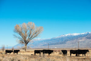 Cows meander in the fields of Big Pine, CA near HWY 395.