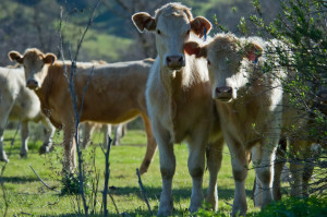 Cattle grazing on lush green hills near Salinas County.
