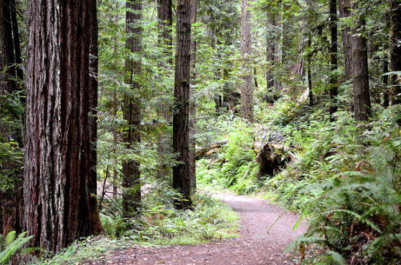 Fern Canyon, Van Damme State Park in Little River (photo by David McSpadden, used courtesy of Creative Commons)