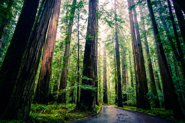 Redwoods by Michael Balint, Creative Commons 2014