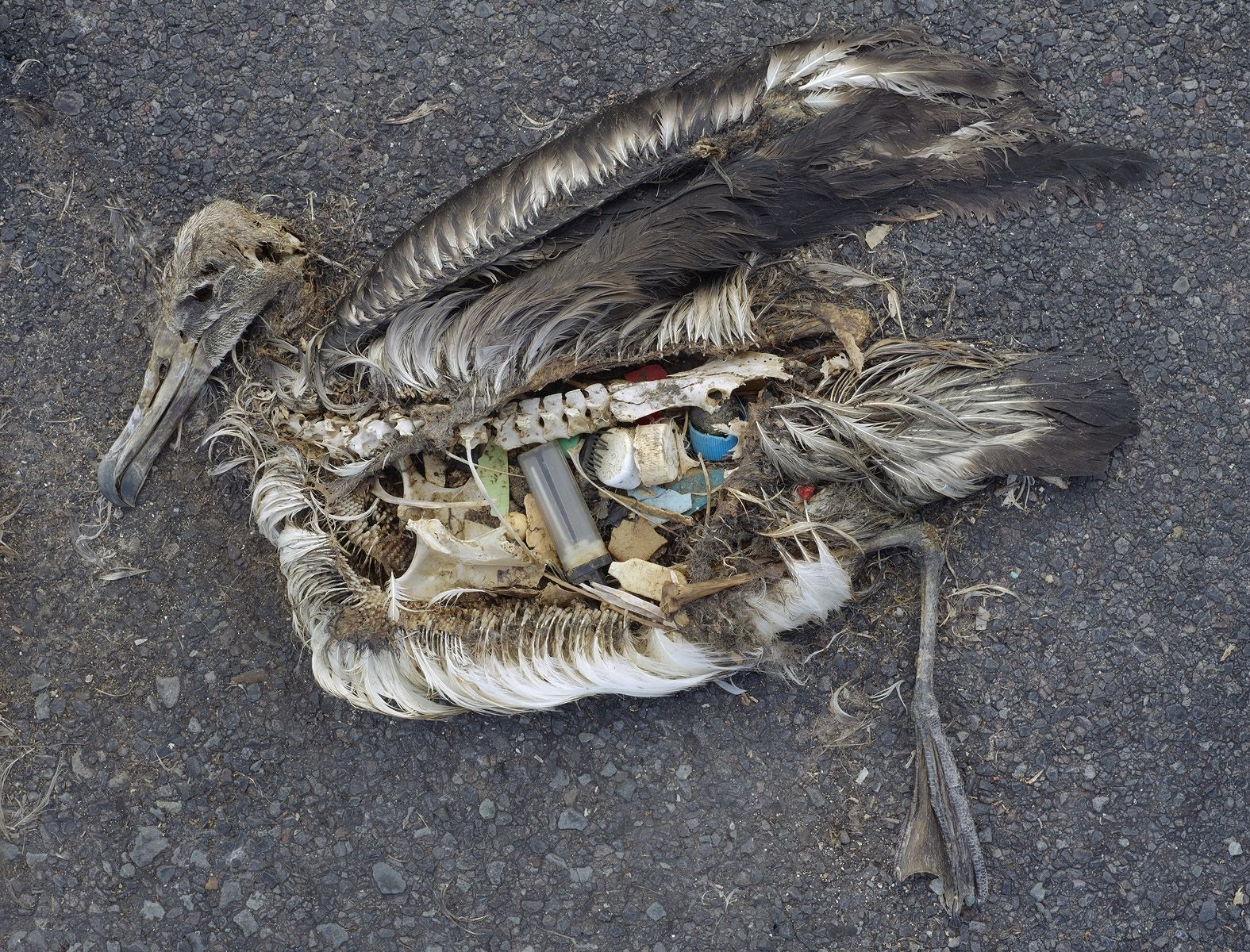 Remains of a starved albatross chick at Midway Atoll Refuge, showing its unaltered (plastic) stomach contents fed to the chick by its parents (2009 photo by Chris Jordan, U.S. Fish and Wildlife Service)