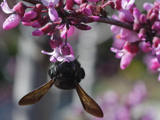A native carpenter bee (many people mistake them for bumblebees) feeds on Western redbud blossoms. (photo by JKehoe Photos)