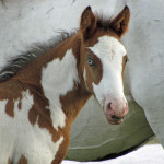 Initial image: Wild horses come in all colors. (photo by Jeremy Martin/BLM Oregon)