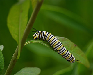 Planting the right kinds of milkweed plants "feeds" Monarch butterflies, because the caterpillar stage will eat only milkweed. (photo by vladeb)