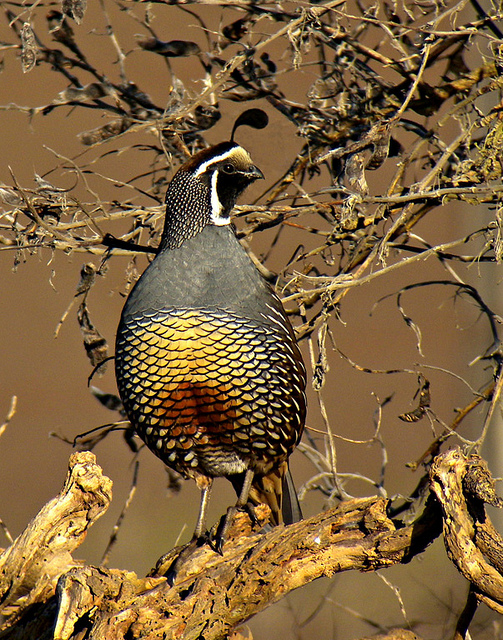 One stunning bird spotted frequently in Bidwell Park and throughout the valley and foothills is California's state bird, the California Quail. You may spot it scurrying across the bike path, or, when startled, flying up into thickets of low shrubs and tree branches for protection. Males can also be spotted in higher vegetation, keeping watch for the entire group, called a covey, as here. (photo by Len Blumin)