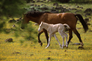Whenever you come, the horses are the main attraction. (photo by XXXX)