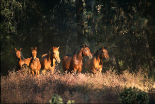 Wild horses at the sanctuary live in natural groups, roaming freely on 5,000 acres. (photo © Katey Barrett)